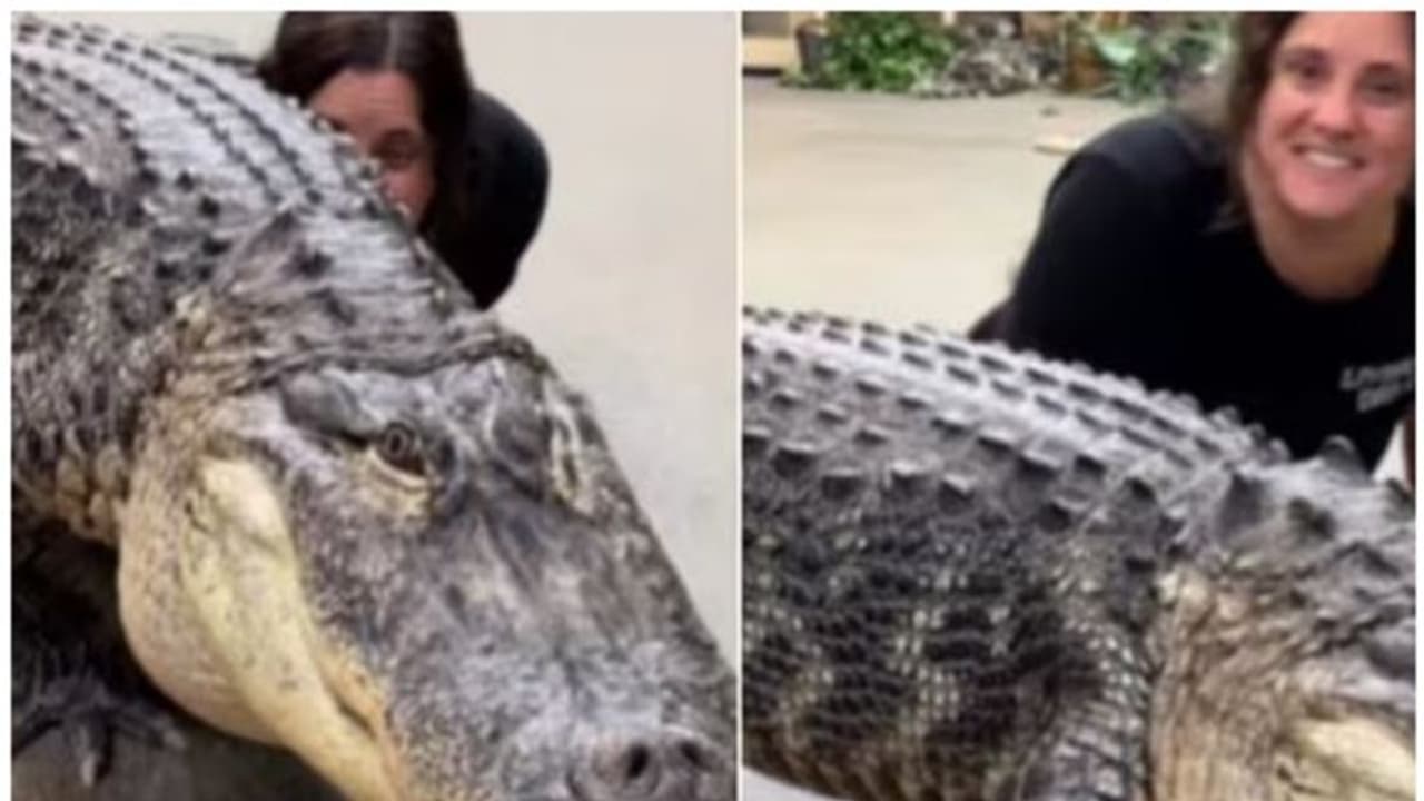 മുന്നിൽ കൂറ്റൻ ചീങ്കണ്ണി, പിന്നിൽ പാമ്പ് ; പിന്നീടുണ്ടായത്...