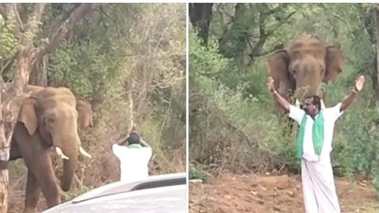 சும்மா இருந்த யானையை வணக்கம் வைத்து சீண்டிய நபர்.! தட்டி தூக்கிய போலீஸ் சும்மா இருந்த யானையை வணக்கம் வைத்து சீண்டிய நபர்.! தட்டி தூக்கிய போலீஸ்