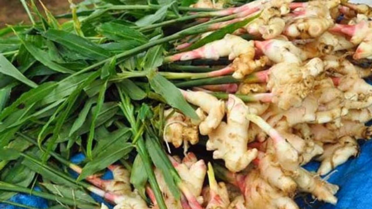 ദിവസവും ഡയറ്റില്‍ ഉള്‍പ്പെടുത്താം ഇഞ്ചി; അറിയാം ഈ ഗുണങ്ങള്‍... 