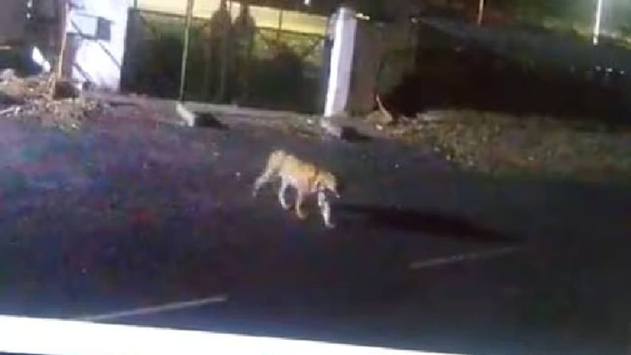 Viral video: ആർമി വാർ കോളേജ് ക്യാംപസിൽ ചുറ്റിക്കറങ്ങി കടുവ!