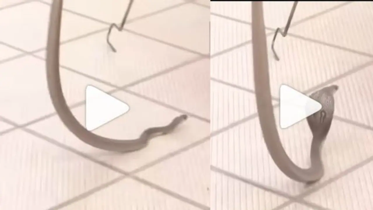 കർണാടകയിൽ ബിജെപി ഓഫീസിൽ പാമ്പ് കയറി