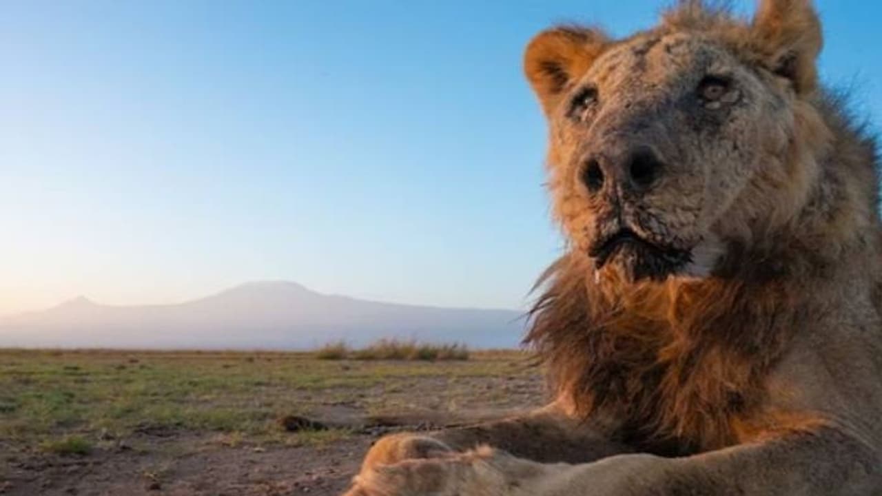 ലോകത്തിലെ ഏറ്റവും പ്രായം ചെന്ന സിംഹത്തിലൊന്ന്, ലൂങ്കിറ്റോയുടെ മരണം റിപ്പോർട്ട് ചെയ്തു