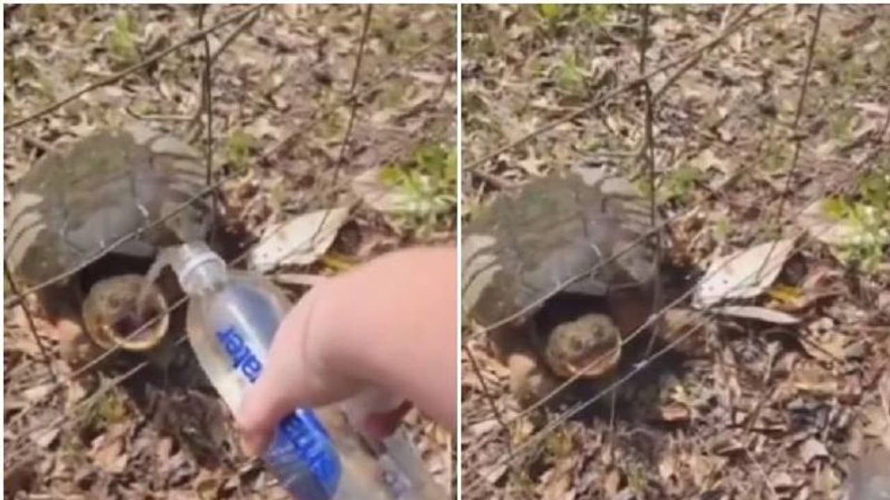 Viral video: ദാഹിക്കുന്ന ആമയ്‍ക്ക് വെള്ളം കൊടുത്ത് സ്ത്രീ, എന്നാൽ പിന്നീട് സംഭവിച്ചത്...