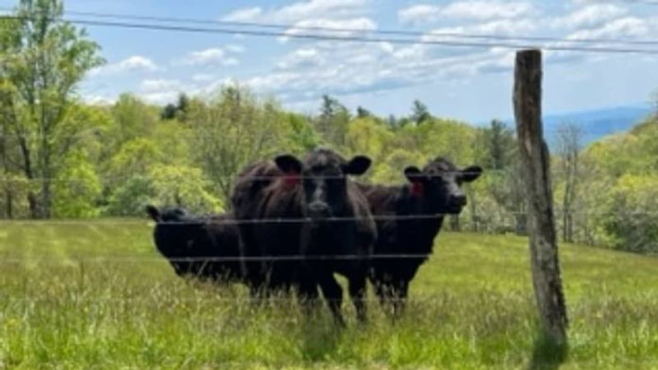 പ്രതിയെ കണ്ടെത്താൻ സഹായിച്ചത് പശുക്കൾ, പൊലീസിലെടുത്താലോ? വൈറലായി പൊലീസിന്റെ ഫേസ്ബുക്ക് പോസ്റ്റ്