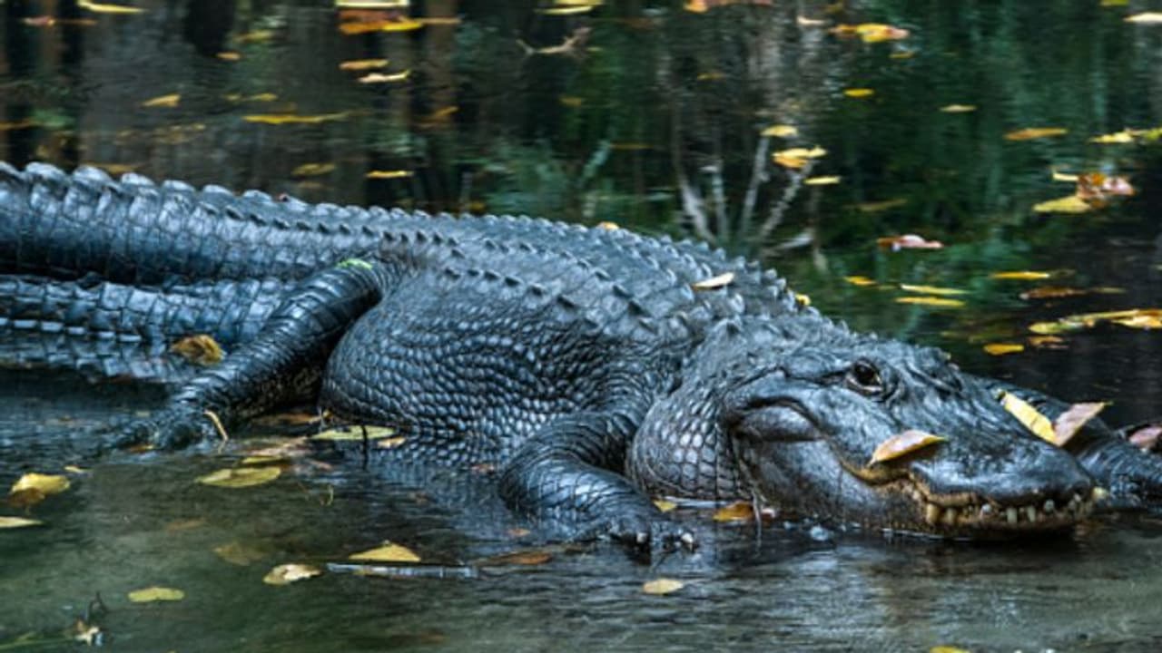 റോഡ് പൊട്ടി മലിന ജലം ഒഴുകുന്നത് പതിവ്, പൈപ്പ് പരിശോധിക്കാനിറങ്ങിയവര്‍ കണ്ടെത്തിയത് ഭീകരനെ