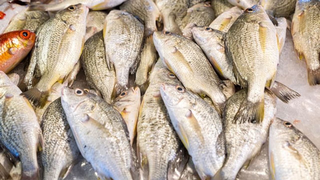 ಕೋಡಿಬೆಂಗ್ರೆ ಬೀಚ್ನಲ್ಲಿ ಮೀನಿನ ಸುಗ್ಗಿ, ಟನ್ಗಟ್ಟಲೆ ಮೀನು ಬಲೆಗೆ ಕೋಡಿಬೆಂಗ್ರೆ ಬೀಚ್ನಲ್ಲಿ ಮೀನಿನ ಸುಗ್ಗಿ, ಟನ್ಗಟ್ಟಲೆ ಮೀನು ಬಲೆಗೆ