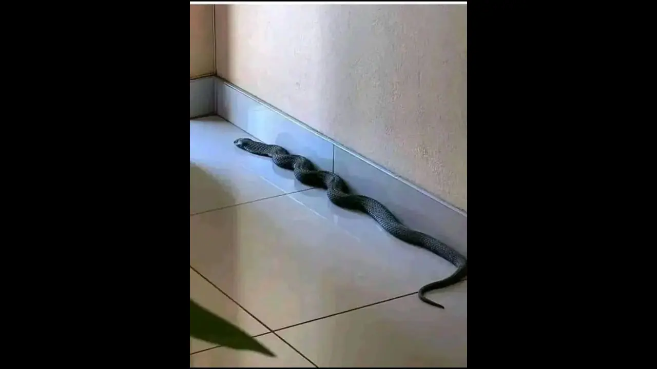 பாம்பு கடித்து சிறுமி பலி; அரசு அதிகாரிகளின் அலட்சியத்தால் பறிபோன உயிர்?