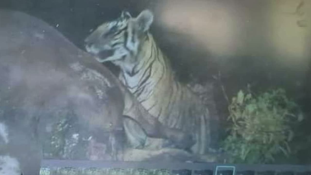 പെരുനാട്ടിലെ കടുവ ജനജീവിതത്തിന് ഭീഷണി; വനം വകുപ്പ് പ്രത്യേക ദൗത്യ സംഘത്തെ നിയോഗിച്ചു