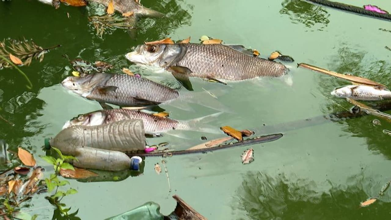 കവടിയാറിൽ കോർപറേഷൻ കുളത്തിൽ മീനുകൾ ചത്തുപൊങ്ങി; ദുർഗന്ധം സഹിക്കാനാവാതെ ജനം ദുരിതത്തിൽ