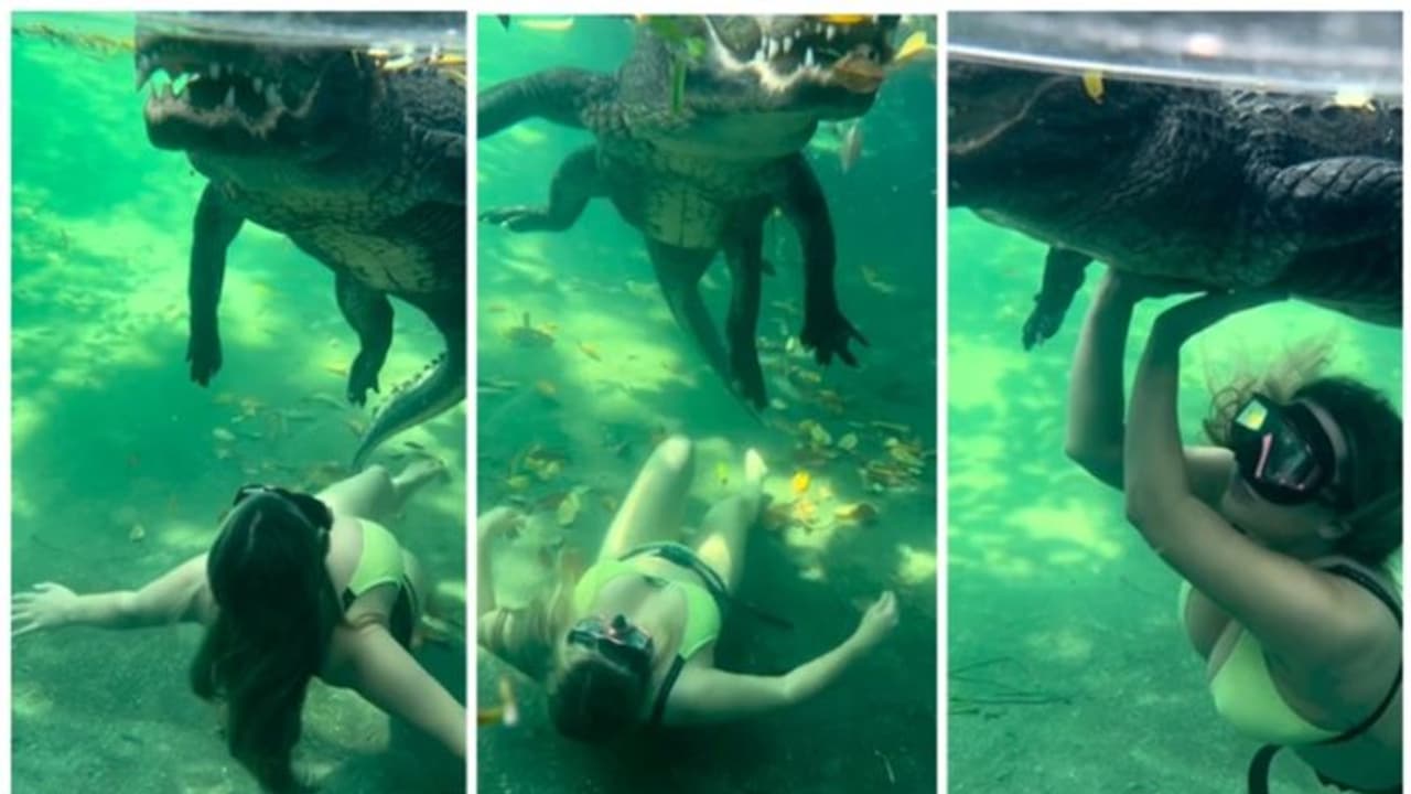 അതിഭീമാകാരനായ മുതലയെ തൊട്ടുകൊണ്ട് നീന്തുന്ന യുവതി; ആശ്ചര്യപ്പെട്ട് നെറ്റിസണ്‍സ് 