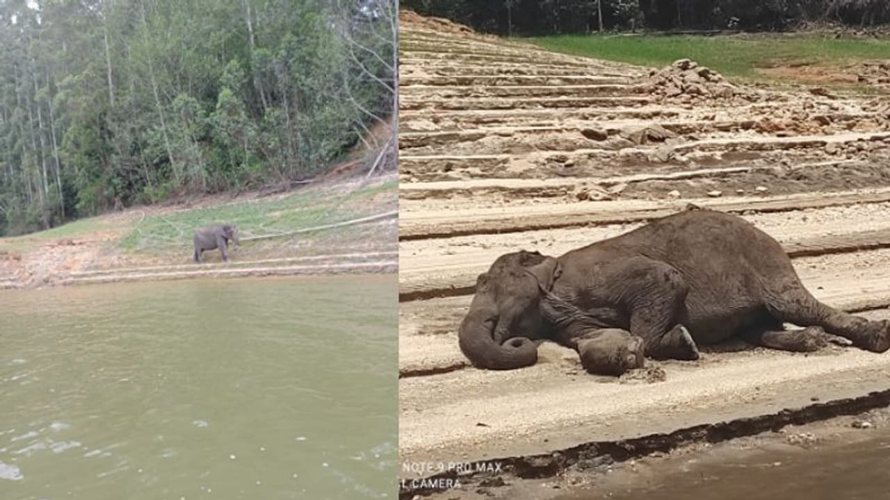 മാട്ടുപ്പെട്ടി ഡാമിന് സമീപം കുട്ടിയാന അവശനിലയില്; എഴുന്നേല്ക്കാനാവുന്നില്ല, വൈറസ് ബാധയെന്ന് സംശയം മാട്ടുപ്പെട്ടി ഡാമിന് സമീപം കുട്ടിയാന അവശനിലയില്; എഴുന്നേല്ക്കാനാവുന്നില്ല, വൈറസ് ബാധയെന്ന് സംശയം