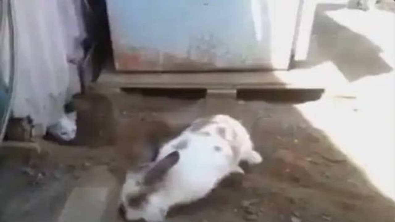 പൂച്ചയെ സഹായിക്കുന്ന മുയൽ, പരിശ്രമം കണ്ട് കയ്യടിച്ച് സോഷ്യൽ മീഡിയ