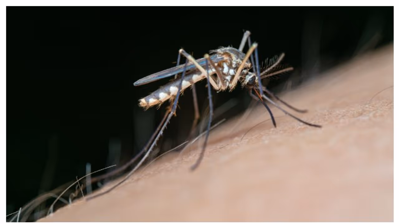 ഡെങ്കിപ്പനിക്കെതിരെ ജാഗ്രത നിർദ്ദേശം; എറണാകുളം, തിരുവനന്തപുരം ഉള്പ്പെടെയുള്ള ജില്ലകൾക്ക് മുന്നറിയിപ്പ് ഡെങ്കിപ്പനിക്കെതിരെ ജാഗ്രത നിർദ്ദേശം; എറണാകുളം, തിരുവനന്തപുരം ഉള്പ്പെടെയുള്ള ജില്ലകൾക്ക് മുന്നറിയിപ്പ്