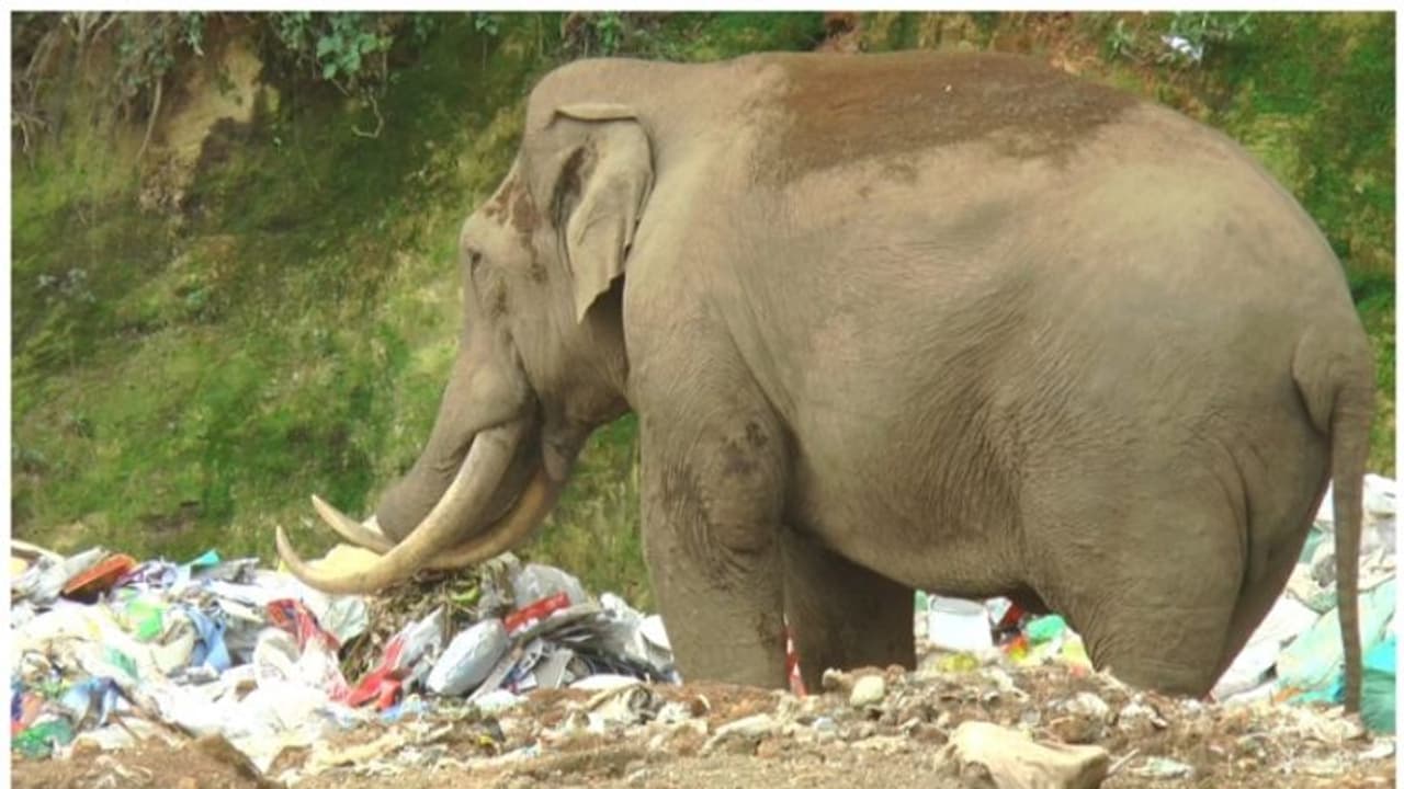 'പടയപ്പ' പ്ലാസ്റ്റിക് മാലിന്യം ഭക്ഷിക്കുന്നത് തടയണം; ആവശ്യവുമായി ആനപ്രേമികൾ 'പടയപ്പ' പ്ലാസ്റ്റിക് മാലിന്യം ഭക്ഷിക്കുന്നത് തടയണം; ആവശ്യവുമായി ആനപ്രേമികൾ