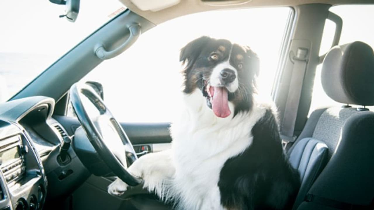 അമിത വേഗത്തിലെത്തിയ ആഡംബര കാറിന്റെ ഡ്രൈവിംഗ് സീറ്റില് നായ, യുവാവിന്റെ കുതന്ത്രം പിടികൂടി പൊലീസ് അമിത വേഗത്തിലെത്തിയ ആഡംബര കാറിന്റെ ഡ്രൈവിംഗ് സീറ്റില് നായ, യുവാവിന്റെ കുതന്ത്രം പിടികൂടി പൊലീസ്