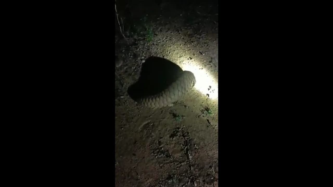 கோவை குடியிருப்பு பகுதியில் புகுந்த அரிய வகை உயிரினம் பத்திரமாக மீட்பு கோவை குடியிருப்பு பகுதியில் புகுந்த அரிய வகை உயிரினம் பத்திரமாக மீட்பு