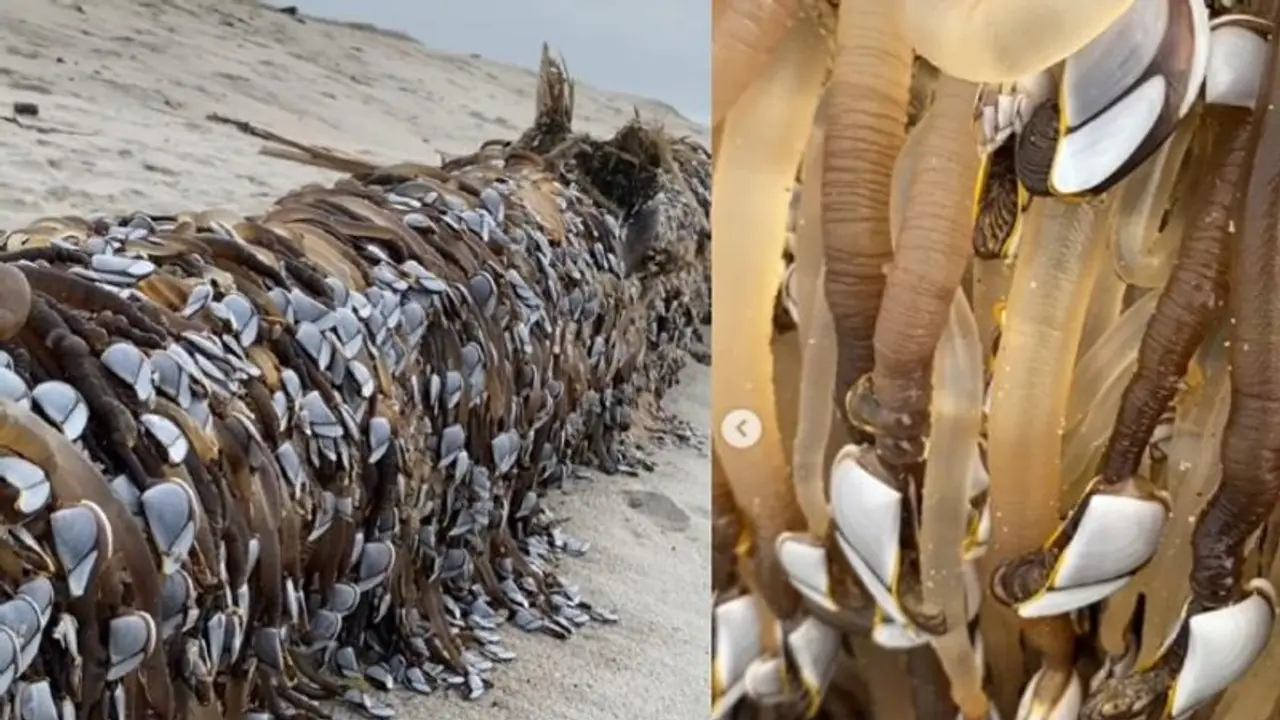 ಮುಂಜಾನೆ ವಾಕ್‌ಗೆ ಬೀಚ್‌ಗೆ ಹೋದ ಮಹಿಳೆಗೆ ಶಾಕ್‌... ಅಲ್ಲೇನಿತ್ತು ನೋಡಿ