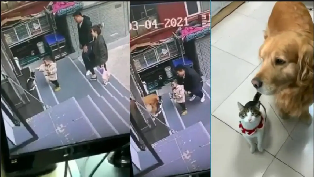 ಹೊರಗೆ ನಡಿತಿದ್ದಿದ್ದನ್ನಾ ಸಿಸಿಟಿವಿಲಿ ನೋಡಿದ ಶ್ವಾನ ಏನ್ ಮಾಡ್ತು ನೋಡಿ ಹೊರಗೆ ನಡಿತಿದ್ದಿದ್ದನ್ನಾ ಸಿಸಿಟಿವಿಲಿ ನೋಡಿದ ಶ್ವಾನ ಏನ್ ಮಾಡ್ತು ನೋಡಿ