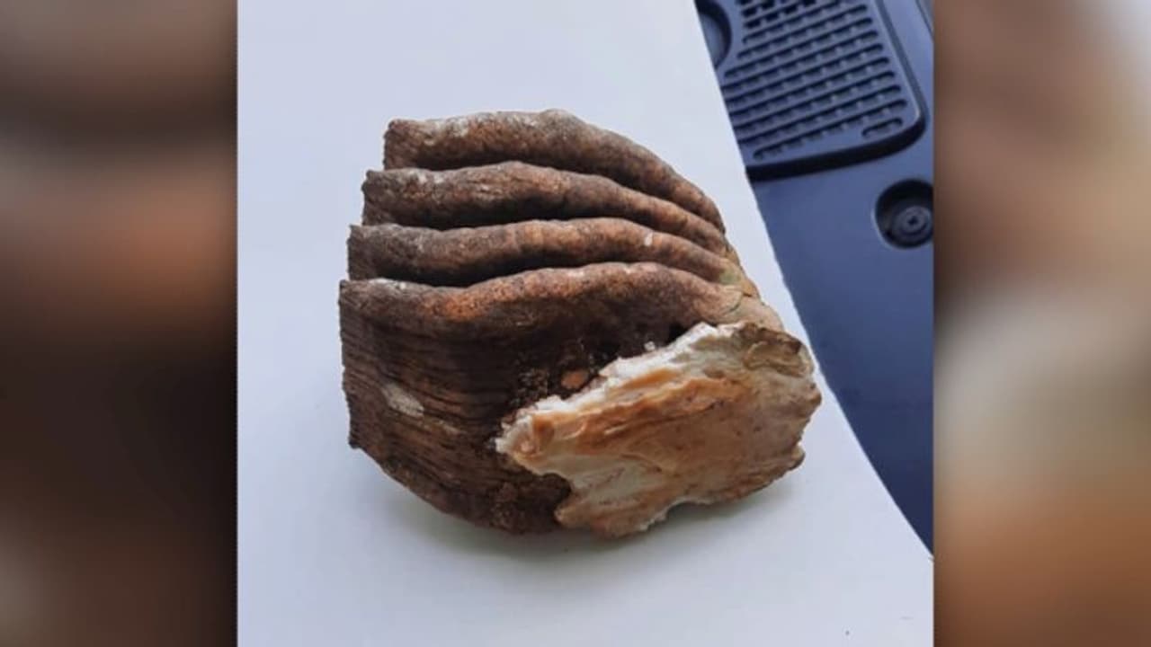 സുഹൃത്തിന്റെ സഹപാഠിക്ക് ലിഫ്റ്റ് കൊടുത്തു, ബാഗില് ആനപ്പല്ല്; വിനോദസഞ്ചാരികള് പിടിയില് സുഹൃത്തിന്റെ സഹപാഠിക്ക് ലിഫ്റ്റ് കൊടുത്തു, ബാഗില് ആനപ്പല്ല്; വിനോദസഞ്ചാരികള് പിടിയില്