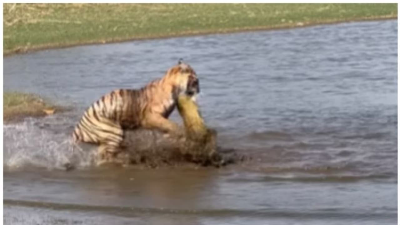 തടാകത്തിന്‍റെ ആഴത്തിലേക്ക് ഊളിയിടുന്ന ആമയെ വേട്ടയാടുന്ന കടുവ; എപ്പിക് വീഡിയോ എന്ന് നെറ്റിസണ്‍സ് !