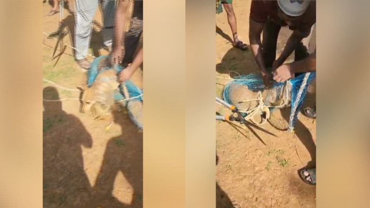 തലയില് കുപ്പി കുടുങ്ങി, വയനാട്ടില് തെരുവ് നായയ്ക്ക് രക്ഷകരായി നാട്ടുകാര് തലയില് കുപ്പി കുടുങ്ങി, വയനാട്ടില് തെരുവ് നായയ്ക്ക് രക്ഷകരായി നാട്ടുകാര്