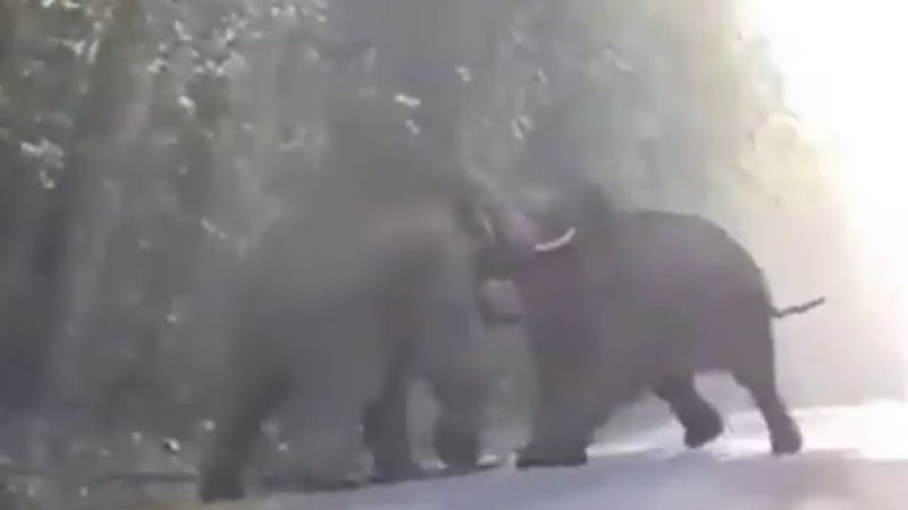 ആനകൾ തമ്മില് പൊരിഞ്ഞ അടി; വൈറലായി വീഡിയോ ആനകൾ തമ്മില് പൊരിഞ്ഞ അടി; വൈറലായി വീഡിയോ