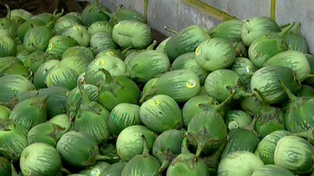 ಉಡುಪಿ: ತಡವಾದ ಮಳೆ, ಮಟ್ಟು ಗುಳ್ಳ ಉತ್ತಮ ಇಳುವರಿ, ರೈತರು ಫುಲ್ ಖುಷ್..! ಉಡುಪಿ: ತಡವಾದ ಮಳೆ, ಮಟ್ಟು ಗುಳ್ಳ ಉತ್ತಮ ಇಳುವರಿ, ರೈತರು ಫುಲ್ ಖುಷ್..!