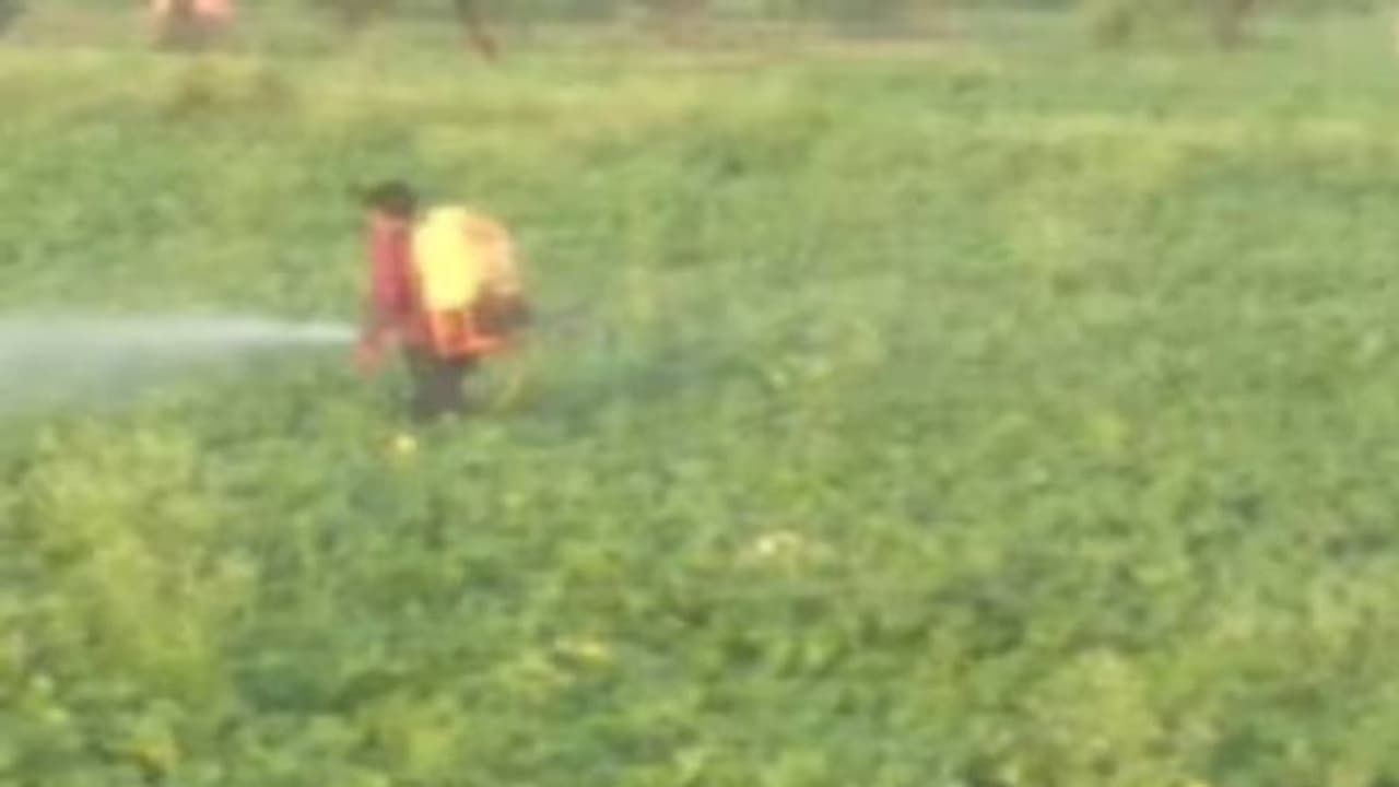 നാടൻ മദ്യം വാങ്ങി വെള്ളം മിക്സ് ചെയ്ത് വിളകളിൽ തളിക്കും, വിള കൂട്ടാൻ പുതിയ മാർ​ഗങ്ങളുമായി കർഷകർ!