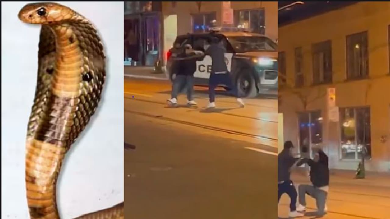 ಹಾವನ್ನೇ ಹಗ್ಗದಂತೆ ಬಳಸಿ ಹೊಡೆದಾಟ: ಯುವಕನ ಜೈಲಿಗಟ್ಟಿದ ಪೊಲೀಸರು ಹಾವನ್ನೇ ಹಗ್ಗದಂತೆ ಬಳಸಿ ಹೊಡೆದಾಟ: ಯುವಕನ ಜೈಲಿಗಟ್ಟಿದ ಪೊಲೀಸರು