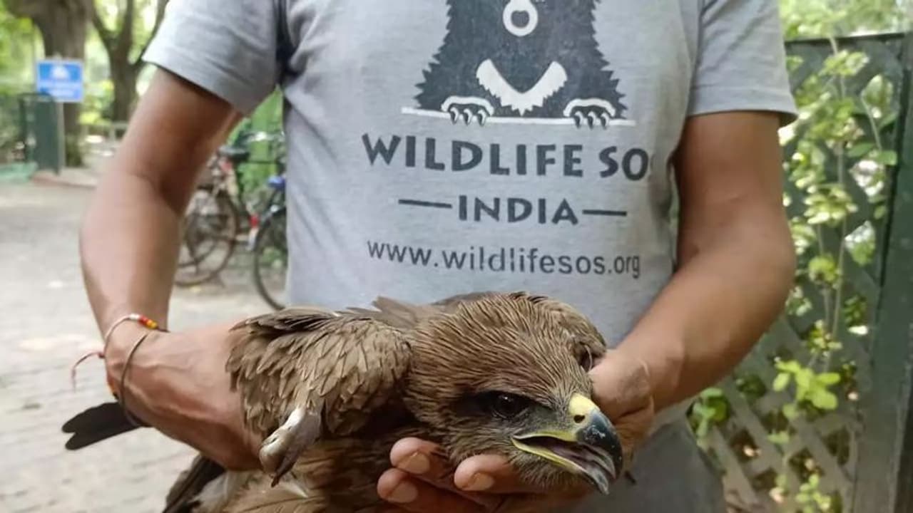 பிரதமர் அலுவலக வளாகத்தில் இரண்டு பருந்துகள்; அலறிய பாதுகாப்பு அதிகாரிகள்; காரணம் என்ன? பிரதமர் அலுவலக வளாகத்தில் இரண்டு பருந்துகள்; அலறிய பாதுகாப்பு அதிகாரிகள்; காரணம் என்ன?