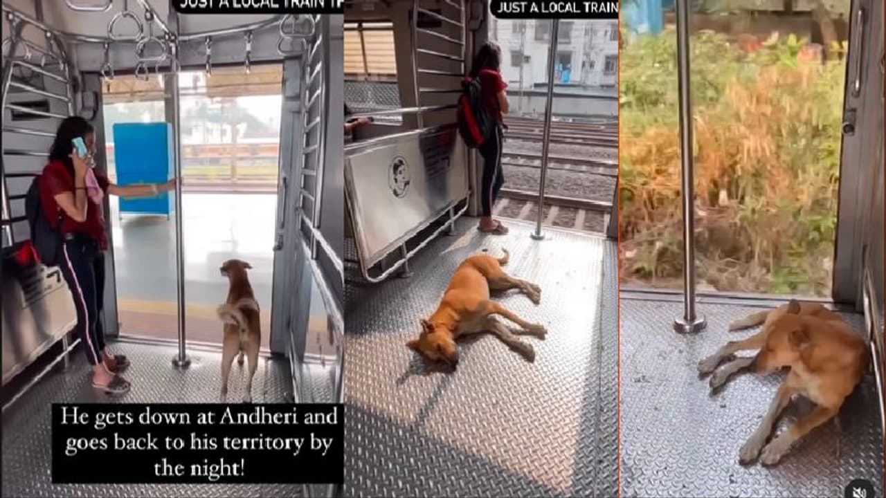 ದಿನವೂ ಲೋಕಲ್ ರೈಲಲ್ಲಿ ಸಂಚರಿಸುವ ಶ್ವಾನ: ವೀಡಿಯೋ ವೈರಲ್ ದಿನವೂ ಲೋಕಲ್ ರೈಲಲ್ಲಿ ಸಂಚರಿಸುವ ಶ್ವಾನ: ವೀಡಿಯೋ ವೈರಲ್