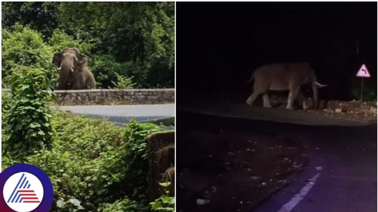ಚಾರ್ಮಾಡಿ ಘಾಟ್‌ ರಸ್ತೆಯಲ್ಲಿ ಕಾಡಾನೆ ಪ್ರತ್ಯಕ್ಷ: ಕೂದಲೆಳೆ ಅಂತರದಲ್ಲಿ ಕೆಎಸ್‌ಆರ್‌ಟಿಸಿ ಬಸ್‌ ಪಾರು