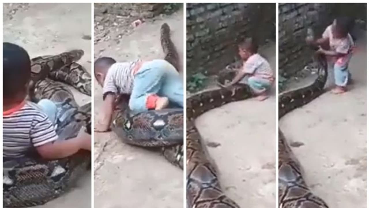 ഭയം എന്നാല് എന്ത്? പെരുമ്പാമ്പിനൊപ്പം കളിക്കുന്ന കുട്ടിയുടെ വീഡിയോ വീണ്ടും വൈറല് ! ഭയം എന്നാല് എന്ത്? പെരുമ്പാമ്പിനൊപ്പം കളിക്കുന്ന കുട്ടിയുടെ വീഡിയോ വീണ്ടും വൈറല് !