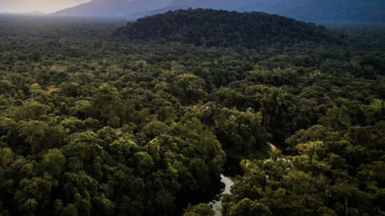 ആമസോൺ കാടിനുള്ളിൽ വിമാനം തകർന്നു; രണ്ടാഴ്ചയ്ക്ക് ശേഷം 11മാസം പ്രായമുള്ള കുഞ്ഞടക്കം 4 കുട്ടികളെ കണ്ടെത്തി ആമസോൺ കാടിനുള്ളിൽ വിമാനം തകർന്നു; രണ്ടാഴ്ചയ്ക്ക് ശേഷം 11മാസം പ്രായമുള്ള കുഞ്ഞടക്കം 4 കുട്ടികളെ കണ്ടെത്തി