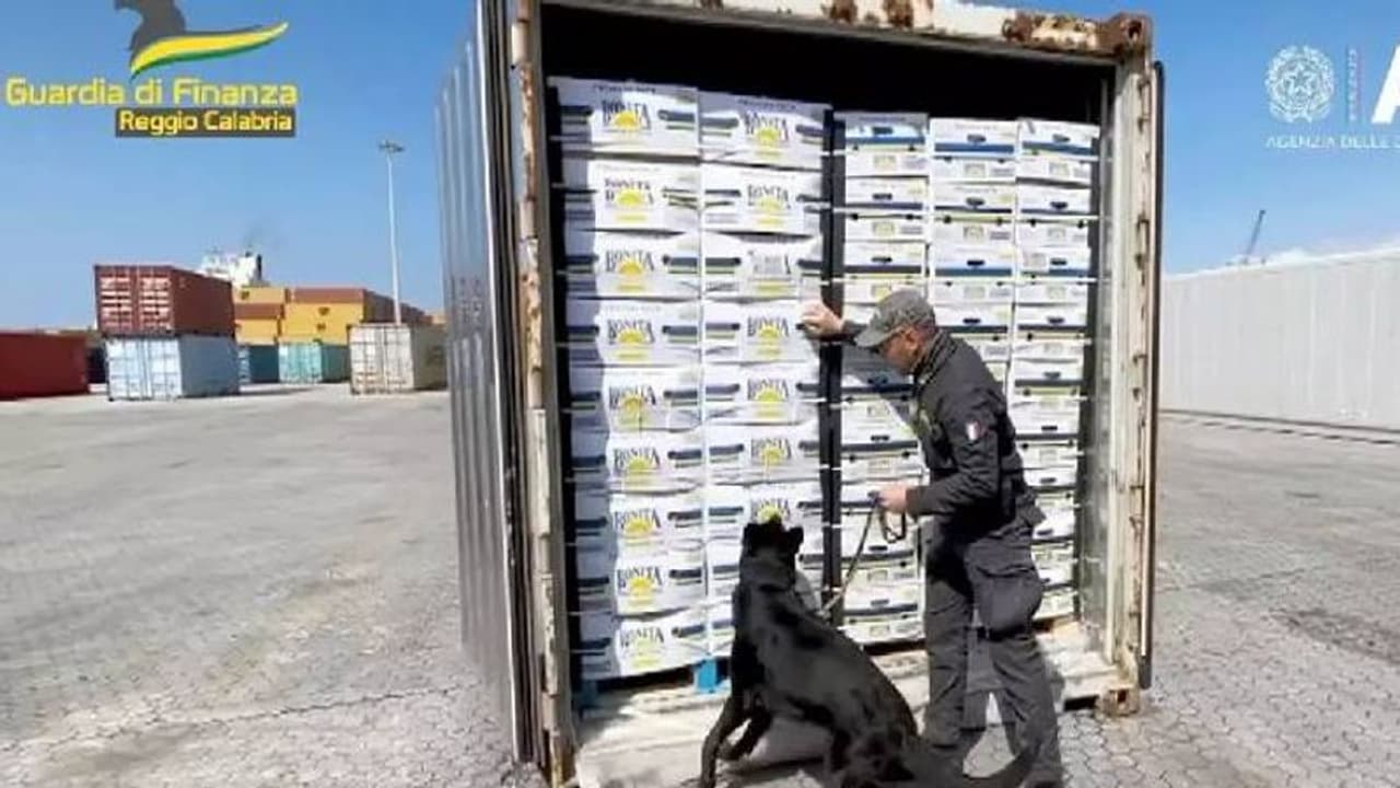 വാഴപ്പഴത്തിനുള്ളിൽ കൊക്കെയ്ൻ ഒളിപ്പിച്ച് കടത്താൻ ശ്രമം, മണത്തുപിടിച്ചു പൊലീസ് നായ വാഴപ്പഴത്തിനുള്ളിൽ കൊക്കെയ്ൻ ഒളിപ്പിച്ച് കടത്താൻ ശ്രമം, മണത്തുപിടിച്ചു പൊലീസ് നായ