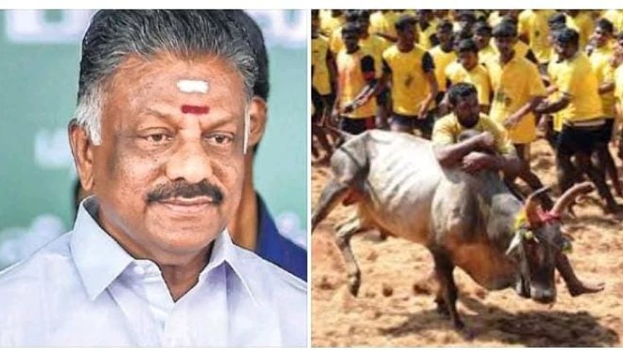 ஜல்லிக்கட்டு சட்டத்தை நான் முதல்வராக இருந்த போது நிறைவேற்றியது,எனது வாழ்நாளில் எனக்கு கிடைத்த பாக்கியம் ஓபிஎஸ் ஜல்லிக்கட்டு சட்டத்தை நான் முதல்வராக இருந்த போது நிறைவேற்றியது,எனது வாழ்நாளில் எனக்கு கிடைத்த பாக்கியம் ஓபிஎஸ்