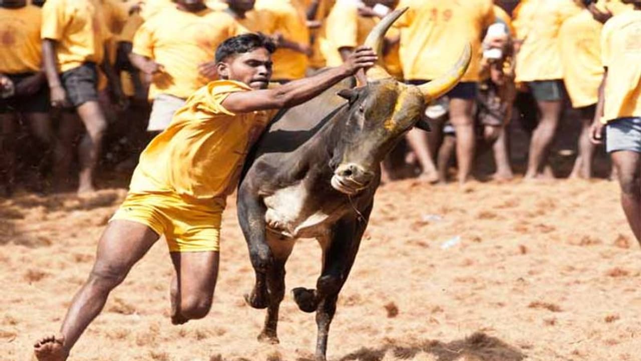 கோவில் திருவிழாவையொட்டி வடமாடு ஜல்லிக்கட்டு போட்டி அமைச்சர் மெய்யநாதன் பங்கேற்பு