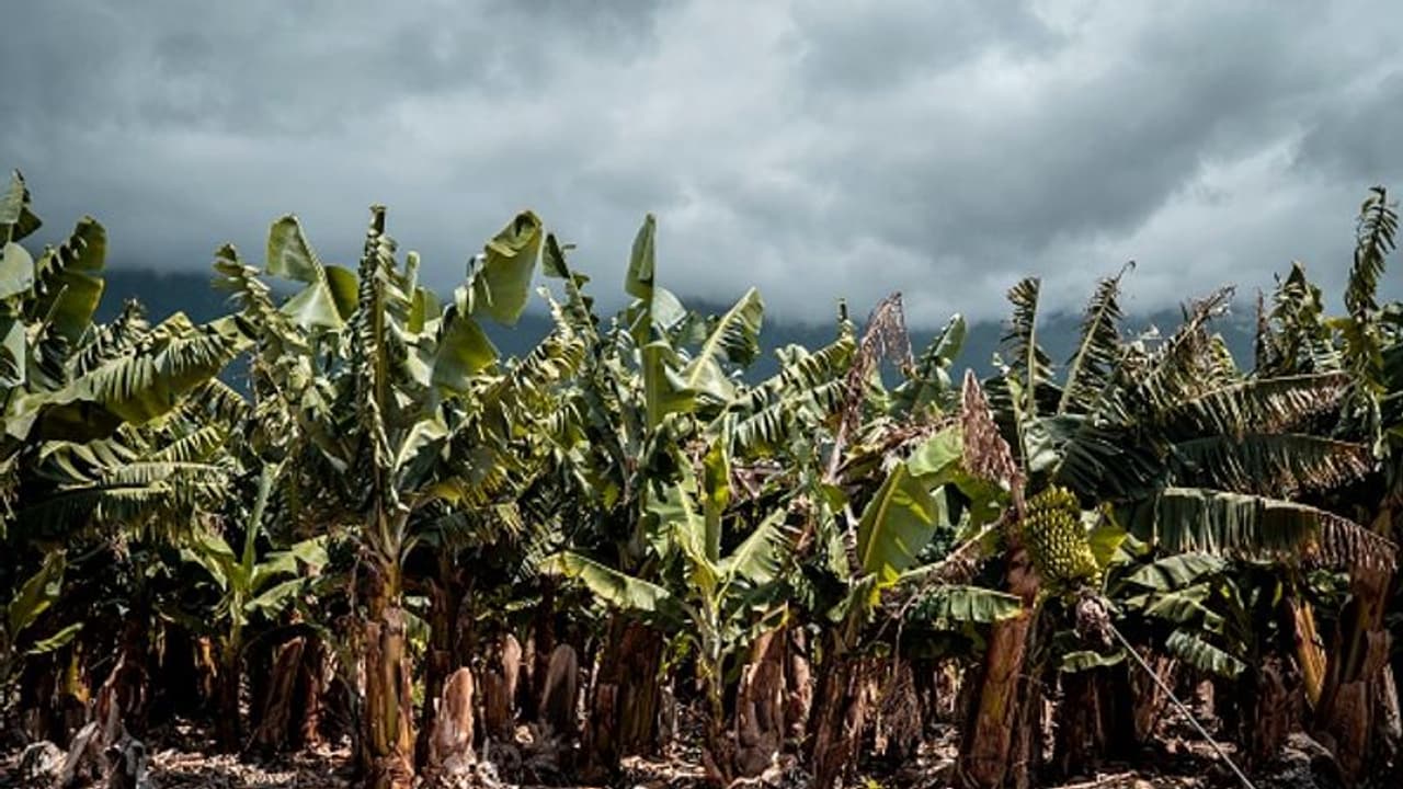 നേന്ത്രവാഴയില്‍ ഫംഗസ് ബാധ; വെനിസ്വേലയില്‍ ഭക്ഷ്യപ്രതിസന്ധി രൂക്ഷമാകുമെന്ന് റിപ്പോര്‍ട്ട് 