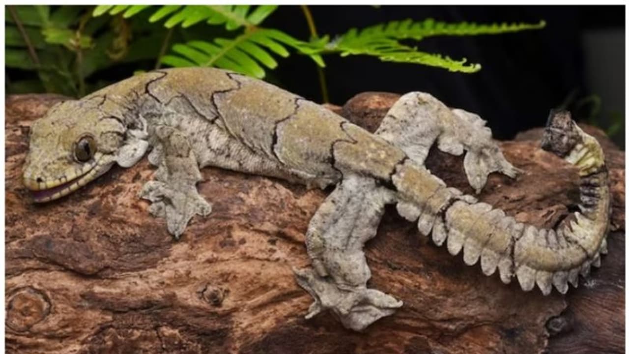 മിസോറാമില്‍ നിന്നും പുതിയ ഇനം 'പറക്കുന്ന ഗെക്കോ'യെ കണ്ടെത്തി; ഗെക്കോ മിസോറമെൻസിസ് 