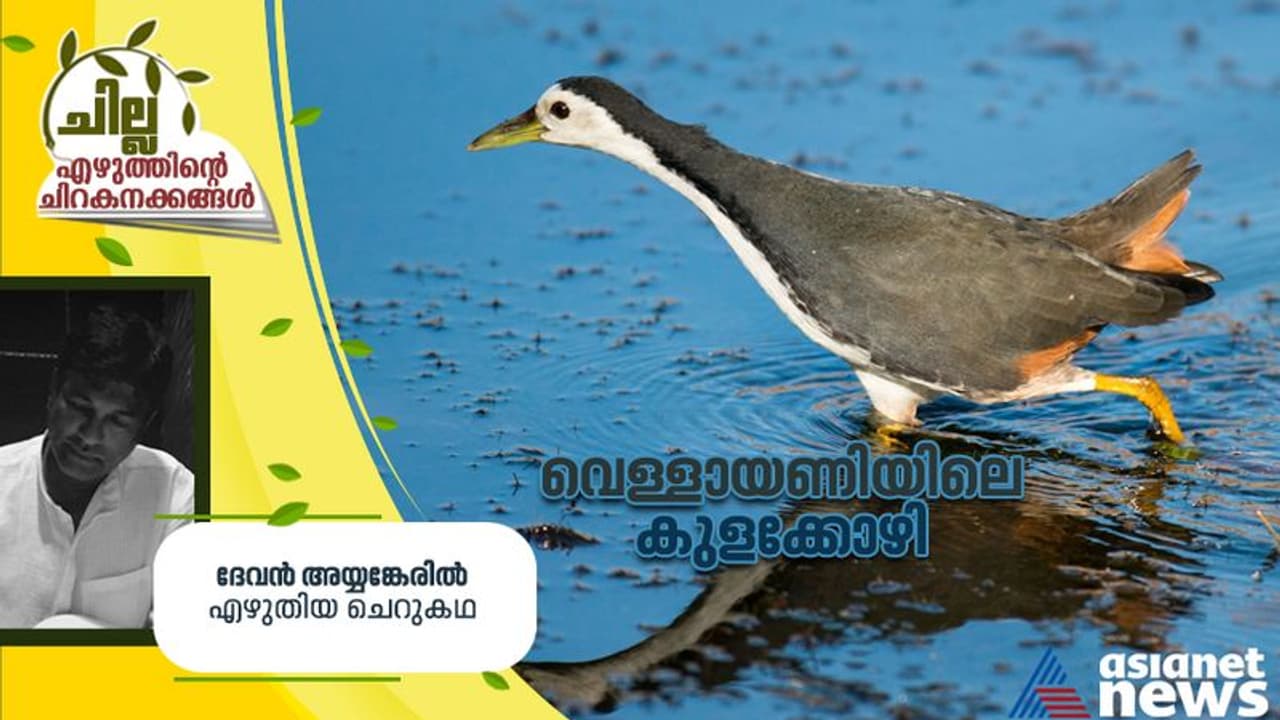 വെള്ളായണിയിലെ കുളക്കോഴി, ദേവന്‍ അയ്യങ്കേരില്‍ എഴുതിയ ചെറുകഥ