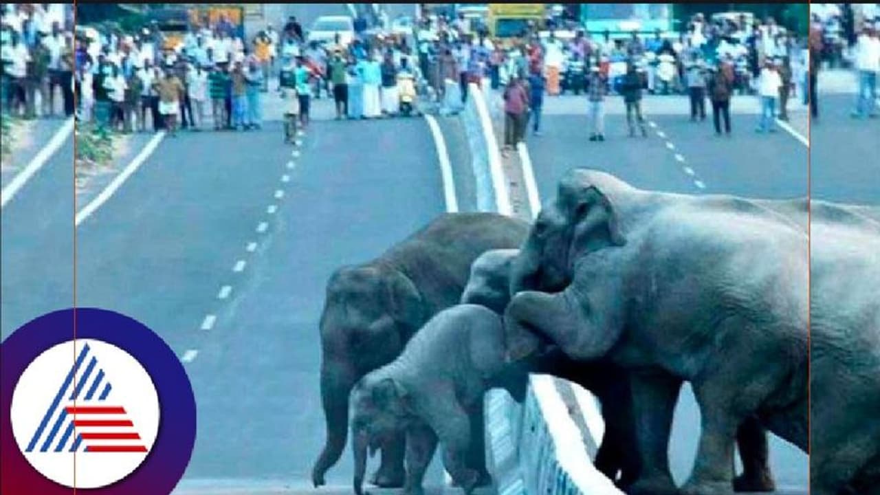 ఏనుగులతో సెల్ఫీ కోసం వెళ్లి.. ప్రాణాలు అర చేతిలో పట్టుకుని.. వీడియో వైరల్‌