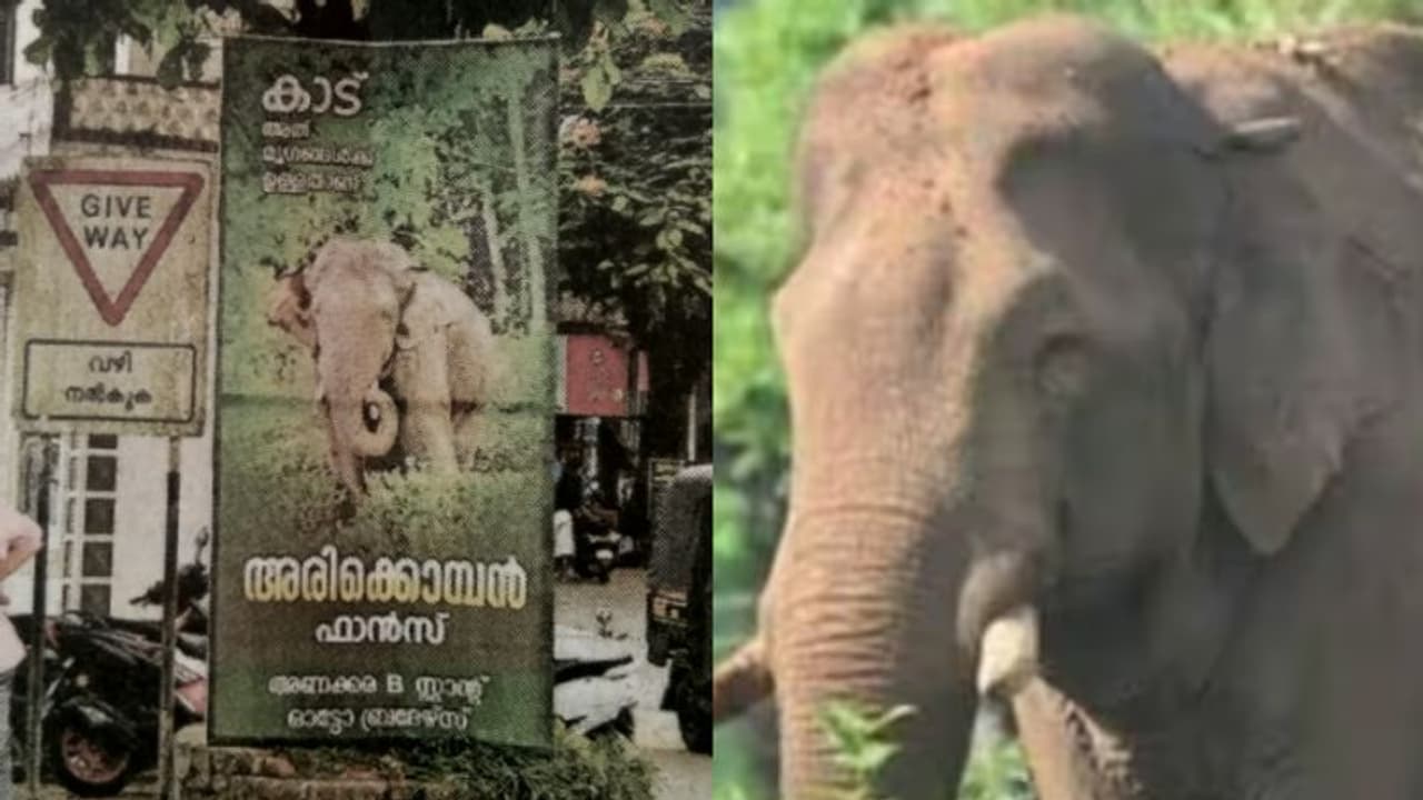 'കാട് അത് അവനുള്ളത്'; അരിക്കൊമ്പന് വേണ്ടി ഇടുക്കിയില്‍ ഫാന്‍സ് അസോസിയേഷന്‍