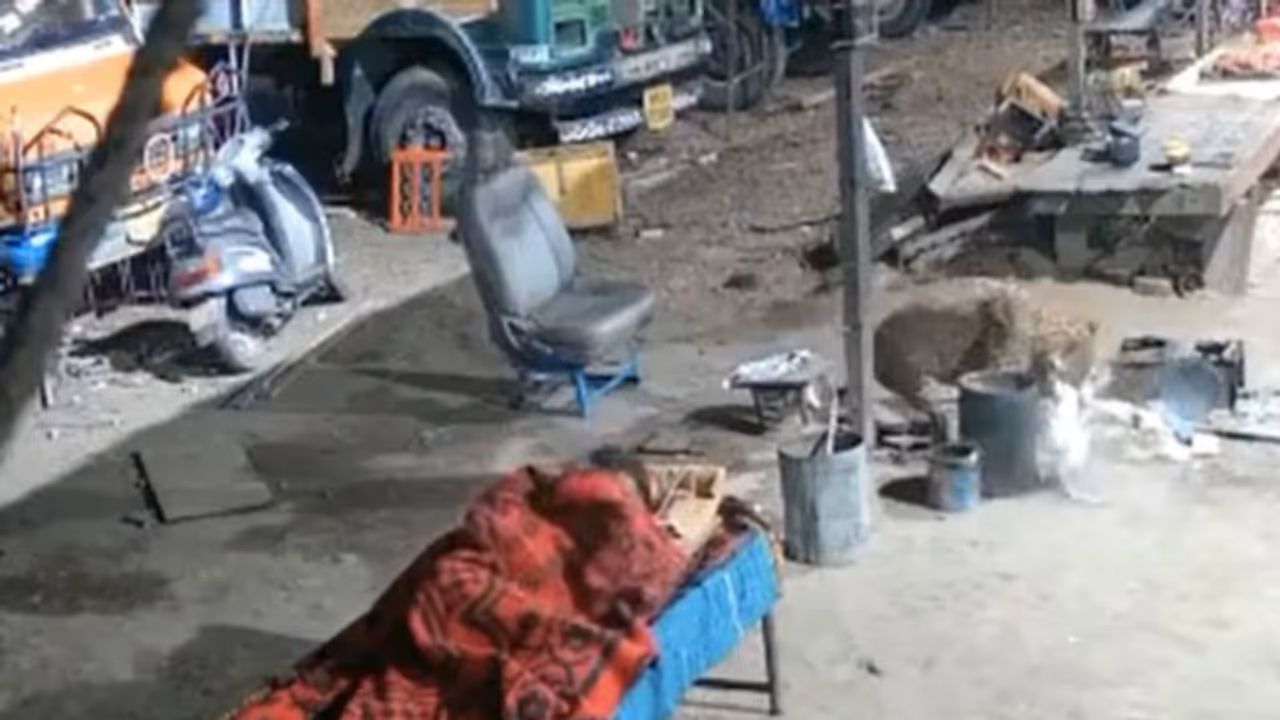 ഉറങ്ങിക്കിടന്ന നായയെ കടിച്ചെടുത്ത് പുള്ളിപ്പുലി; അമ്പരപ്പിക്കുന്ന വീഡിയോ ഉറങ്ങിക്കിടന്ന നായയെ കടിച്ചെടുത്ത് പുള്ളിപ്പുലി; അമ്പരപ്പിക്കുന്ന വീഡിയോ