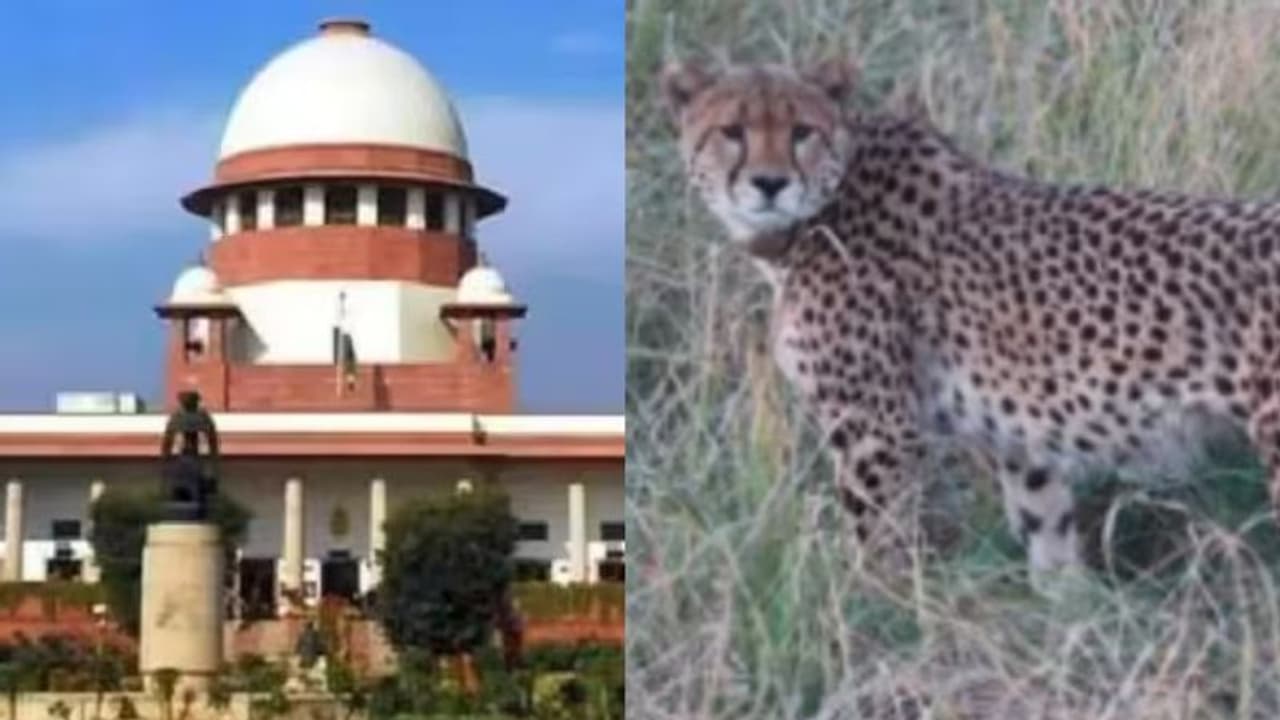 ಚಿರತೆ ಆವಾಸಸ್ಥಾನದ ವಿಚಾರದಲ್ಲಿ ರಾಜಕೀಯ ತರಬೇಡಿ: ಕೇಂದ್ರಕ್ಕೆ ಸುಪ್ರೀಂಕೋರ್ಟ್