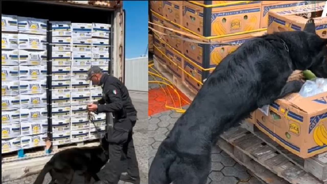  ಬಂದರಿನ ಬಾಳೆಹಣ್ಣು ಟ್ರಕ್‌ನಲ್ಲಿ ಸಿಕ್ತು 2 ಸಾವಿರ ಕೇಜಿಗೂ ಅಧಿಕ ಕೋಕೆನ್