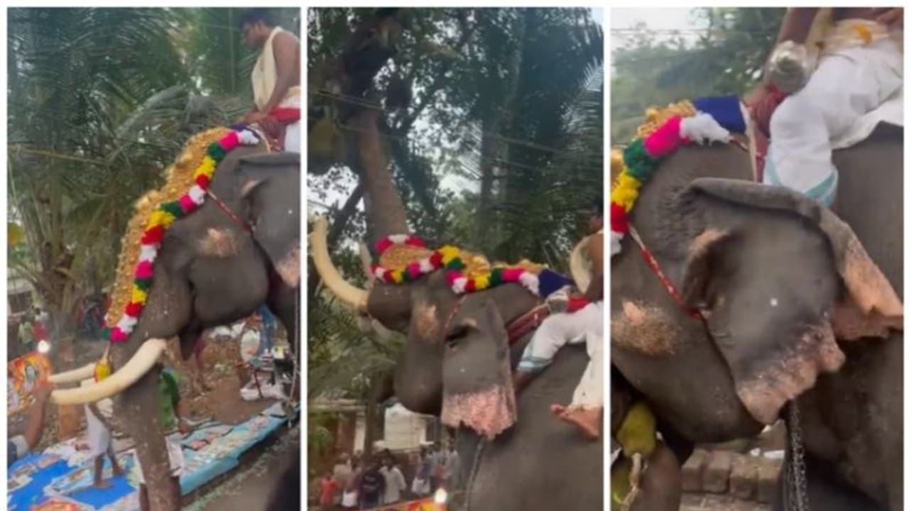 ചക്ക കണ്ടാല്പ്പിന്നെ ആനയ്ക്കെന്ത് ഉത്സവം? എഴുന്നെള്ളിക്കാന് പോകുന്നതിനിടെ ചക്ക കണ്ട ആനയുടെ വീഡിയോ വൈറല് ! ചക്ക കണ്ടാല്പ്പിന്നെ ആനയ്ക്കെന്ത് ഉത്സവം? എഴുന്നെള്ളിക്കാന് പോകുന്നതിനിടെ ചക്ക കണ്ട ആനയുടെ വീഡിയോ വൈറല് !
