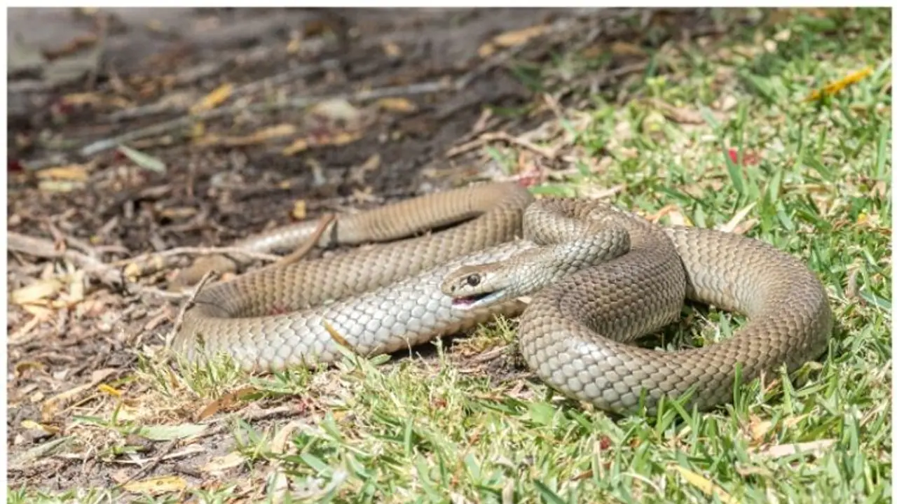 மதுரையில் பேருந்தில் இருந்து குதித்து தற்கொலை செய்துகொண்டவரின் மகள் பாம்பு கடித்து பலி