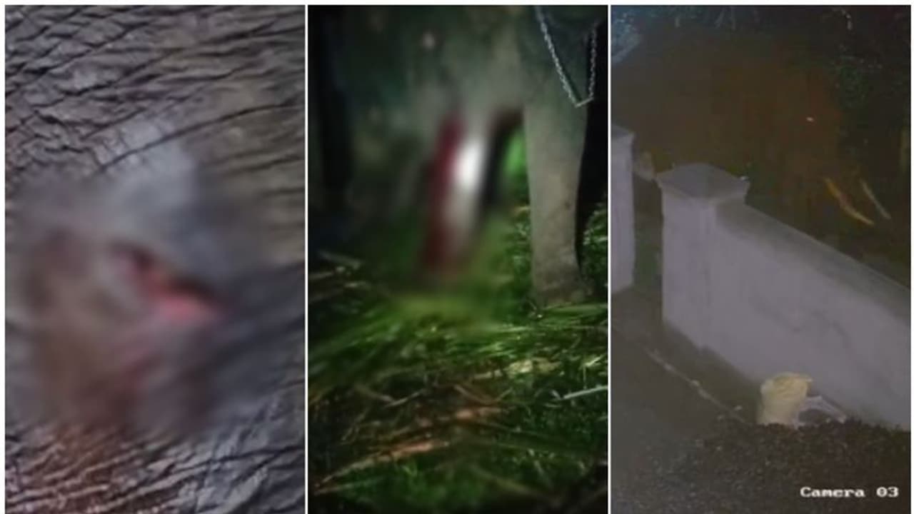 ചോര വാര്‍ന്ന് വേദന കൊണ്ട് പുളഞ്ഞ് അരീക്കോട് മഹാദേവൻ; കാട്ടാനക്കൂട്ടത്തിന്‍റെ ക്രൂരത, നാട്ടാനയ്ക്ക് പരിക്ക്