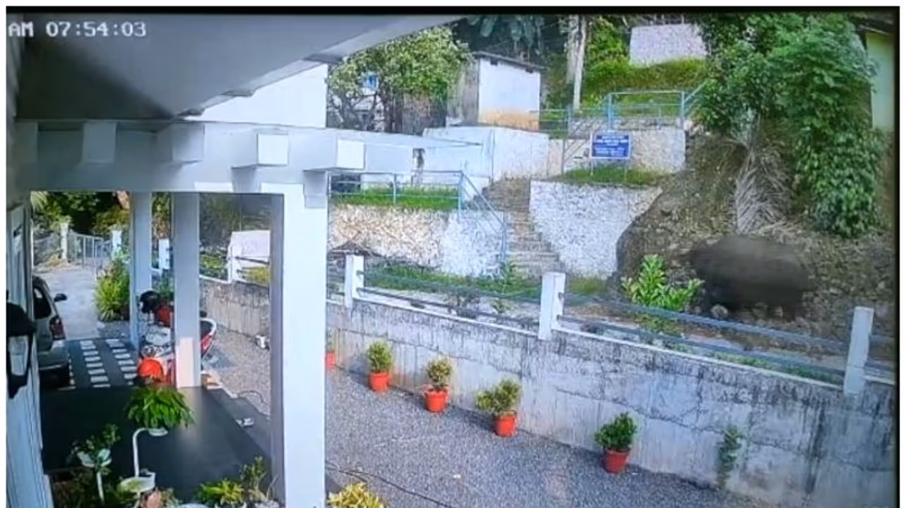 കണമല കാട്ടുപോത്ത് ആക്രമണം; കൊല്ലപ്പെട്ട ചാക്കോയുടെ സംസ്കാരം ഇന്ന്; പോത്തിനായി തെരച്ചിൽ തുടർന്ന് വനംവകുപ്പ്