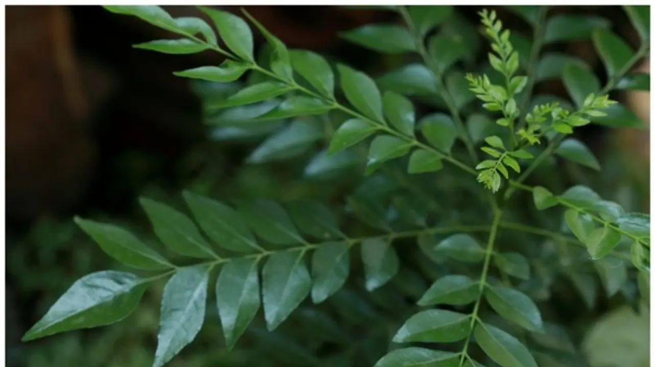 മുടികൊഴിച്ചിൽ അകറ്റാൻ കറിവേപ്പില മാജിക് ; ഉപയോ​ഗിക്കേണ്ട വിധം